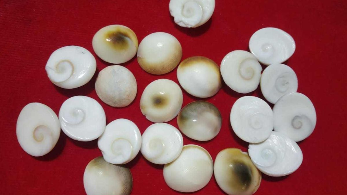 Can We offer gomti chakra to shivling