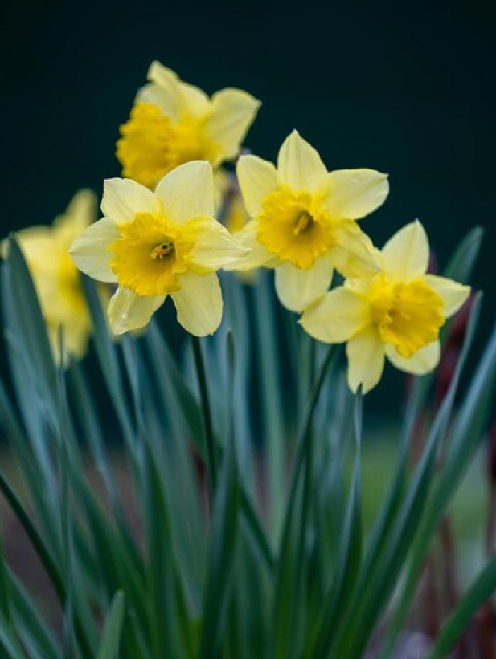 Container Daffodils