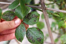 How To Care Roses In Winter