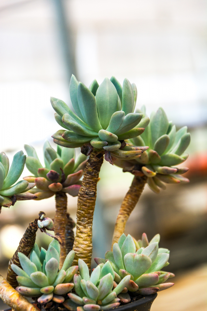 How you decorate a cactus plant