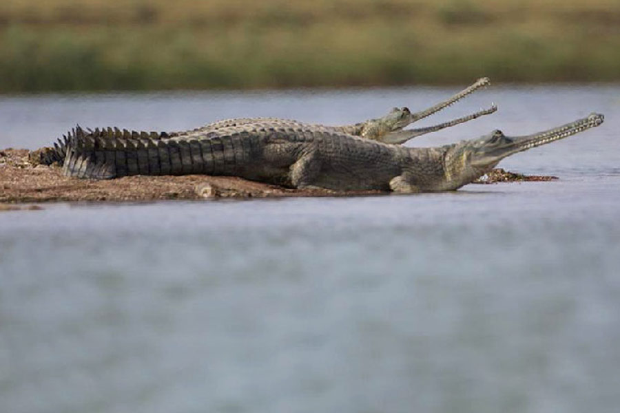 Ken Gharial Sanctuary, chhatarpur madhya pradesh