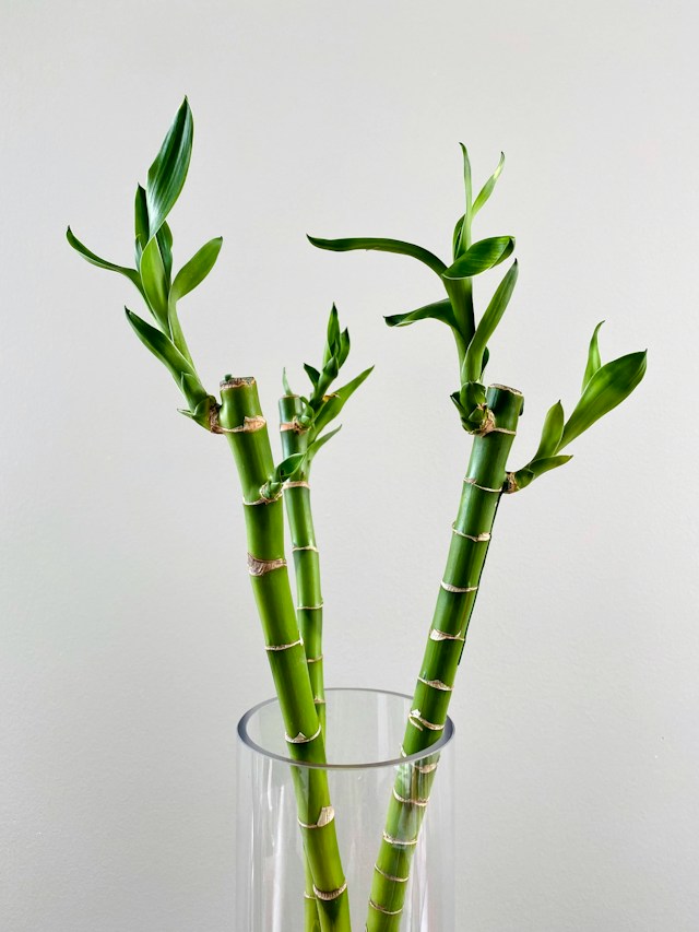Lucky Bamboo room