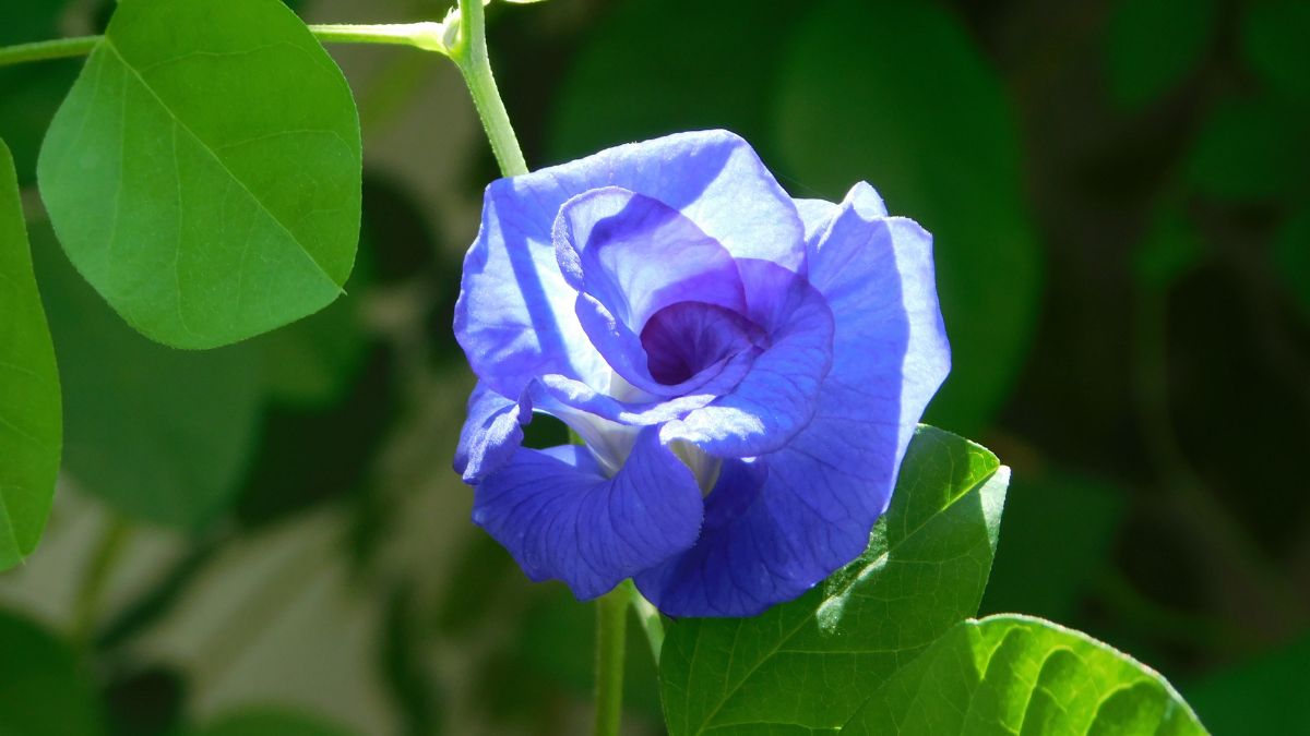 Offer Aparajita Flower To Shanidev