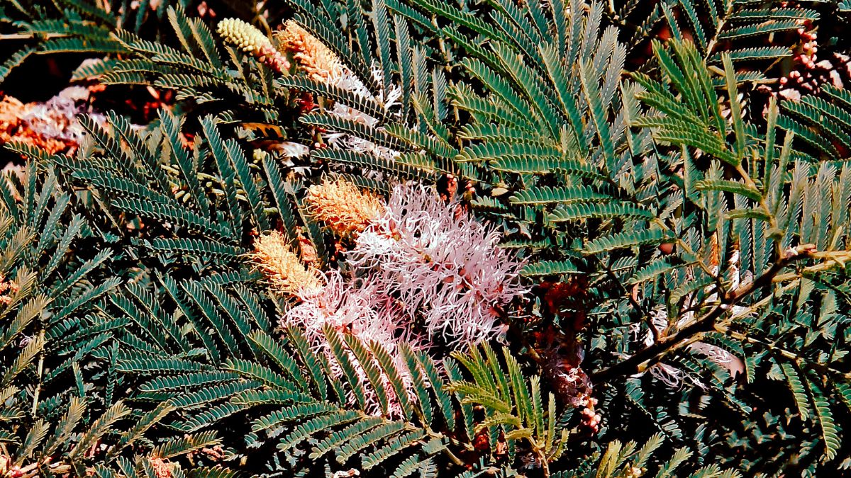 Offer Shami Flower To Shanidev