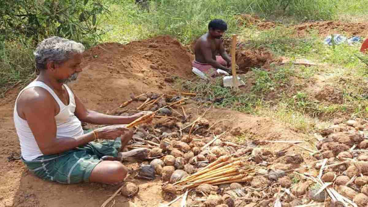 Palm tree harvesting