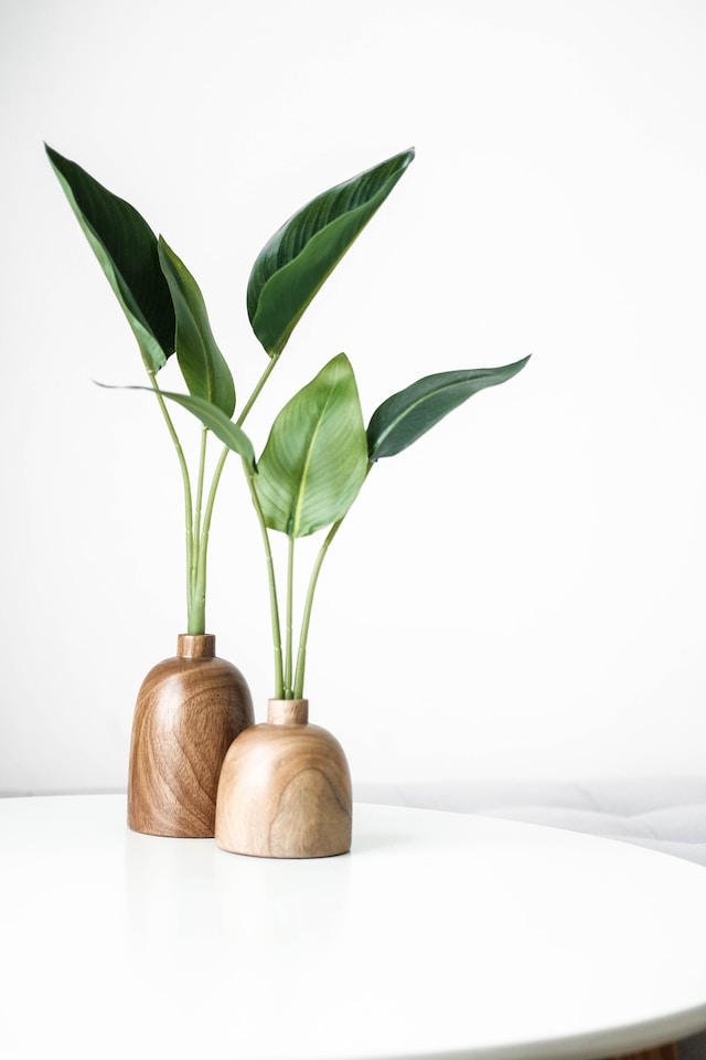 Plant Vase Decor
