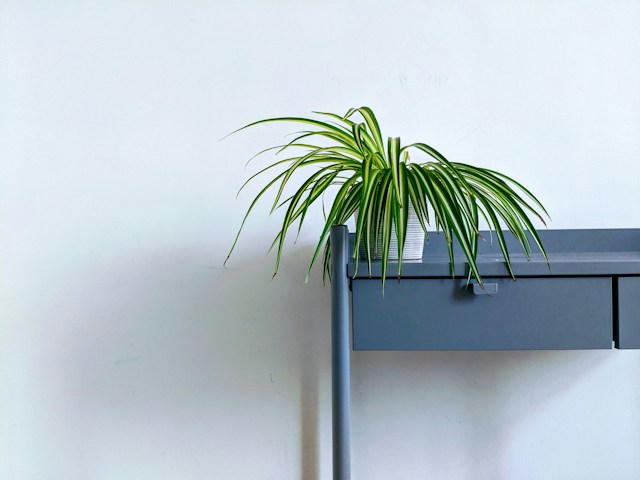 Spider Plant balcony