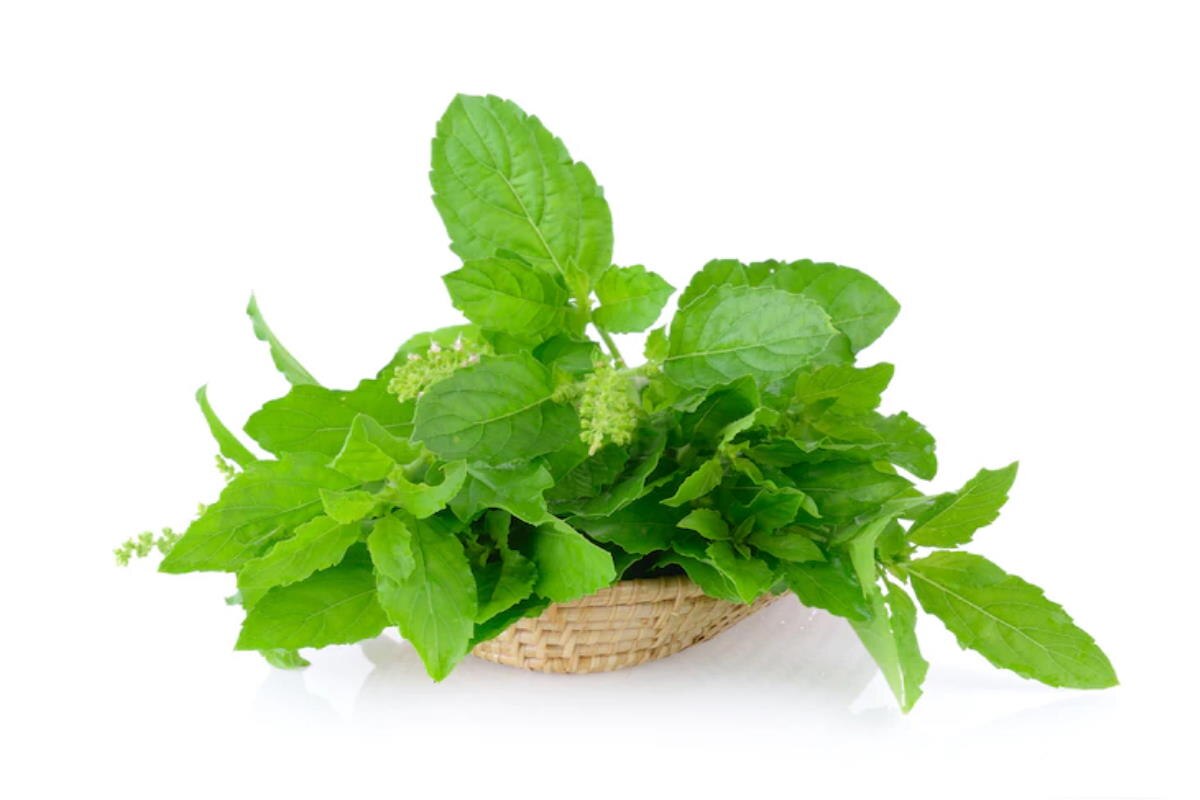 Tulsi Leaves Benefits