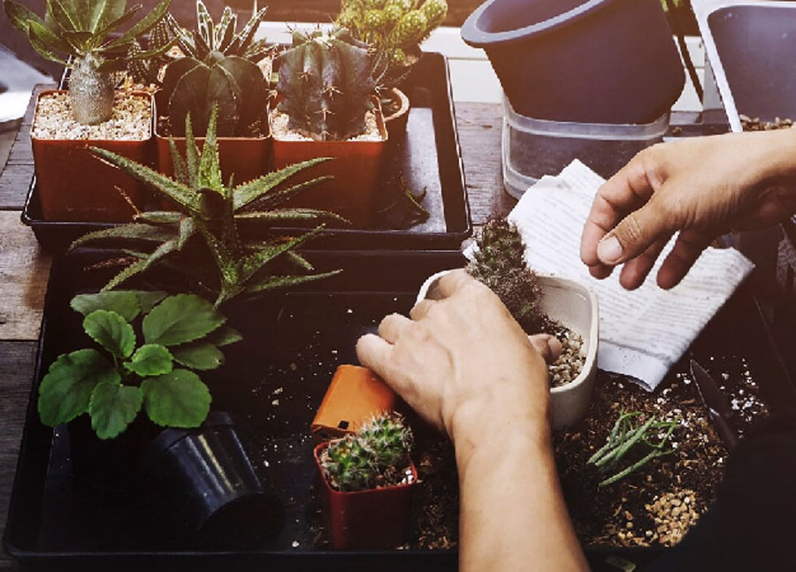 Use Of Newspaper For Mulching