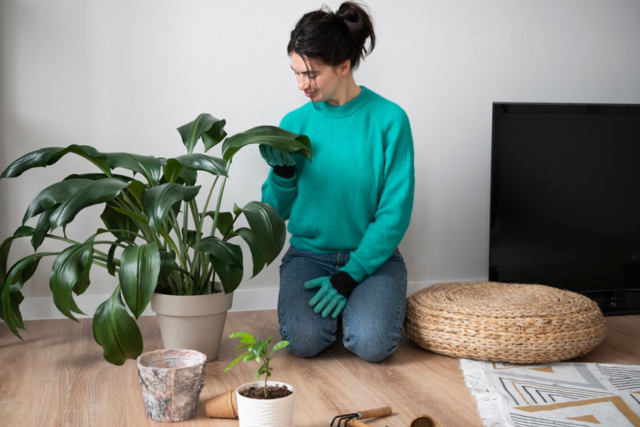 Which fertilizer is best for indoor plants in hindiv