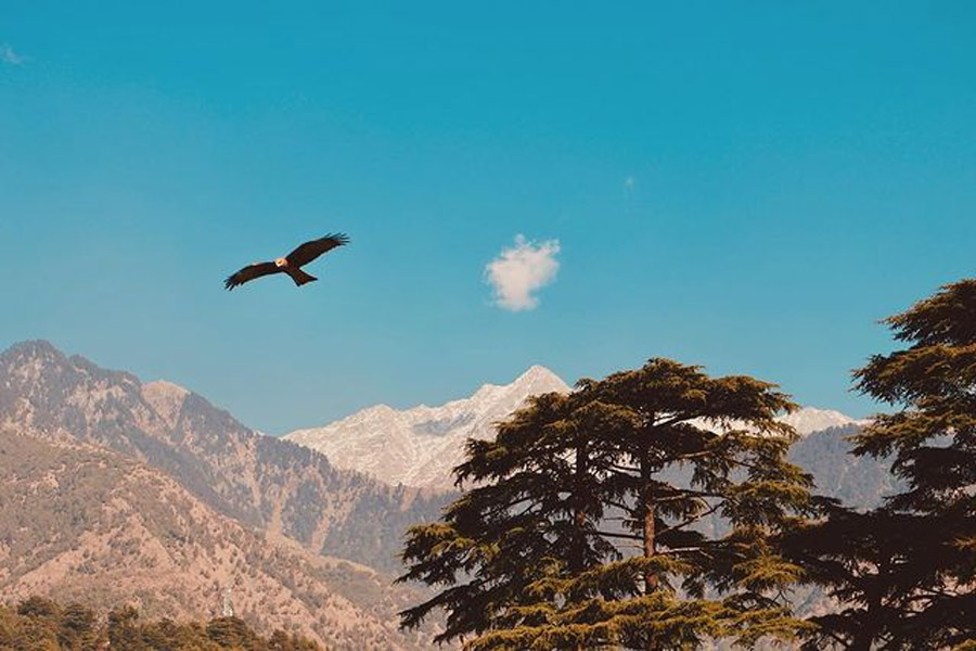 Why is Mcleodganj famous