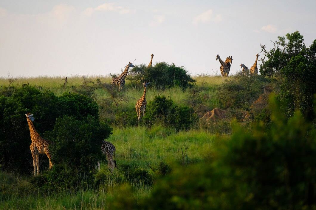 asola bhatti wildlife sanctuary ticket price