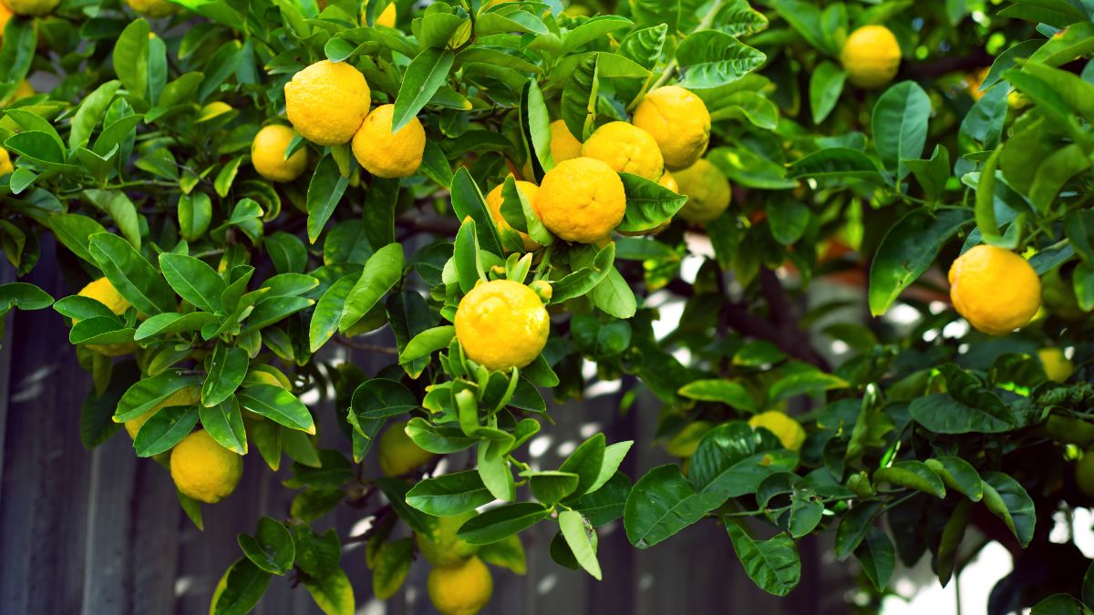 astrology expert should you plant lemon tree at home