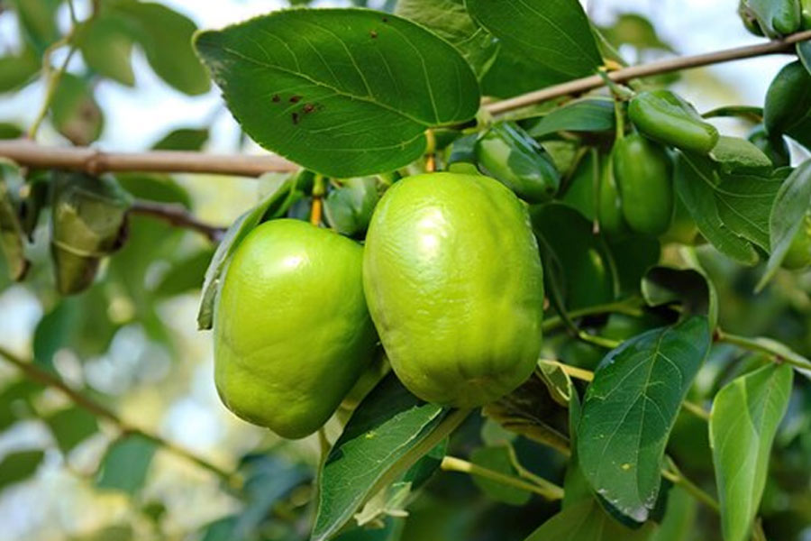 ber fruit chaat chilla