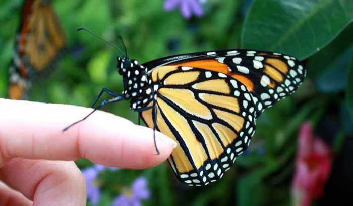 butterfly park in khandwa in hindi