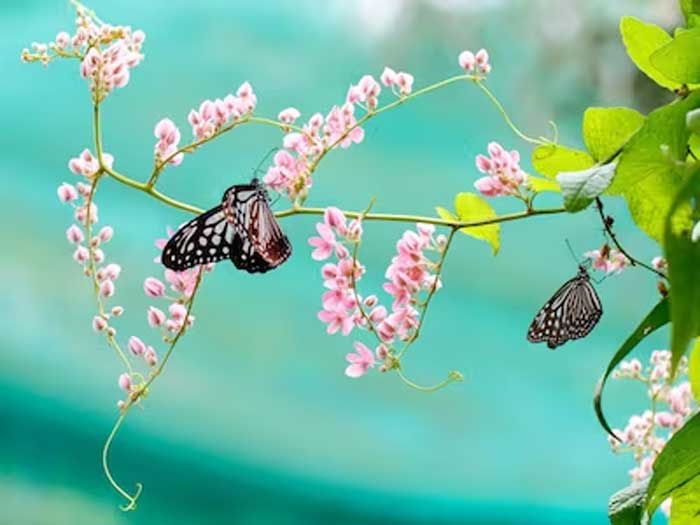 butterfly park in khandwa