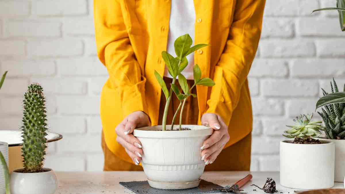 cheapest plants under  rupees only