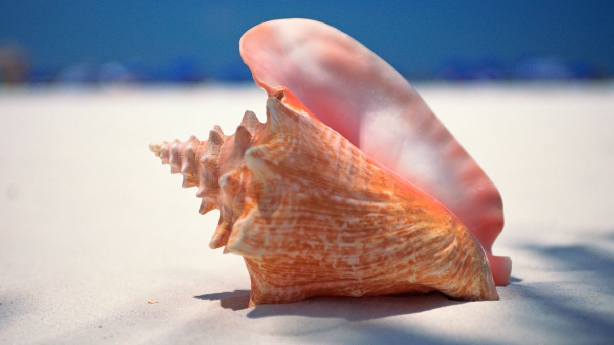 conch shell
