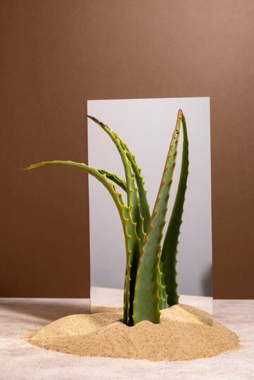 decorate a cactus plant