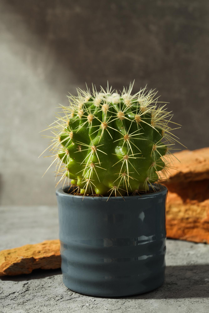 do you grow cactus at home