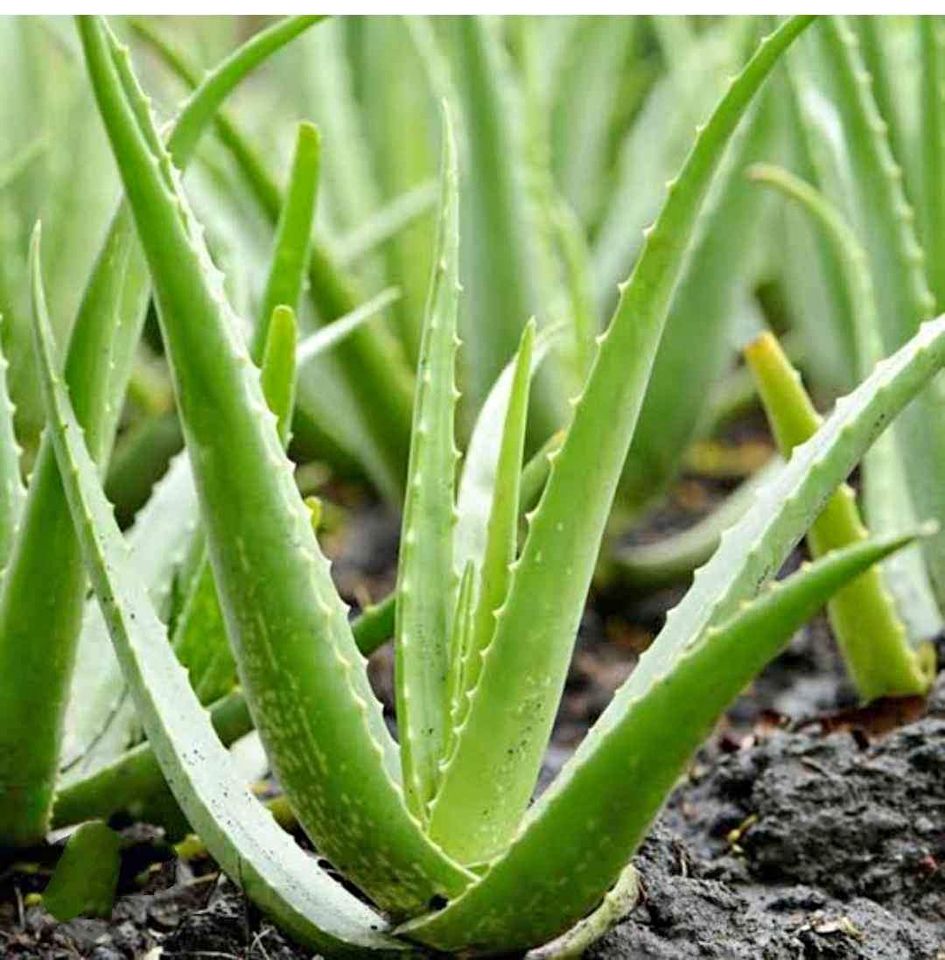 evergreen Aloe Vera