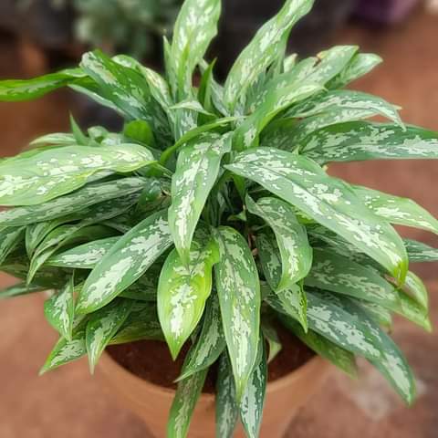 evergreen Chinese Evergreen