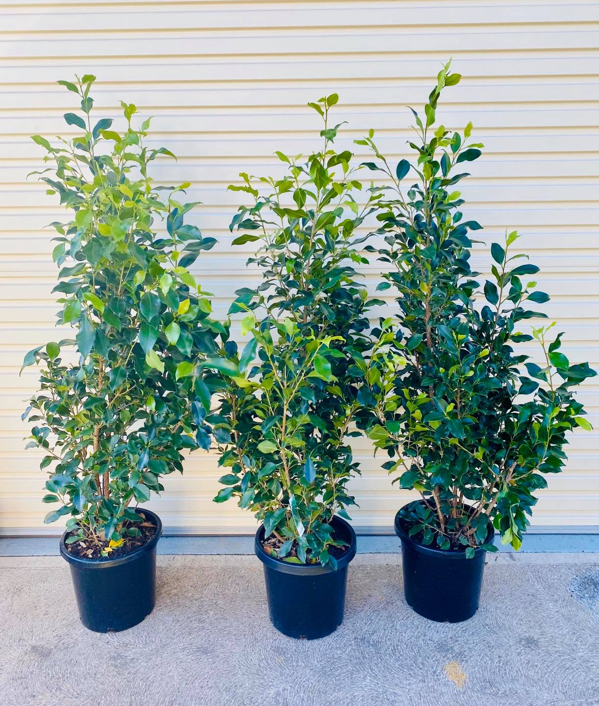 evergreen Weeping Fig