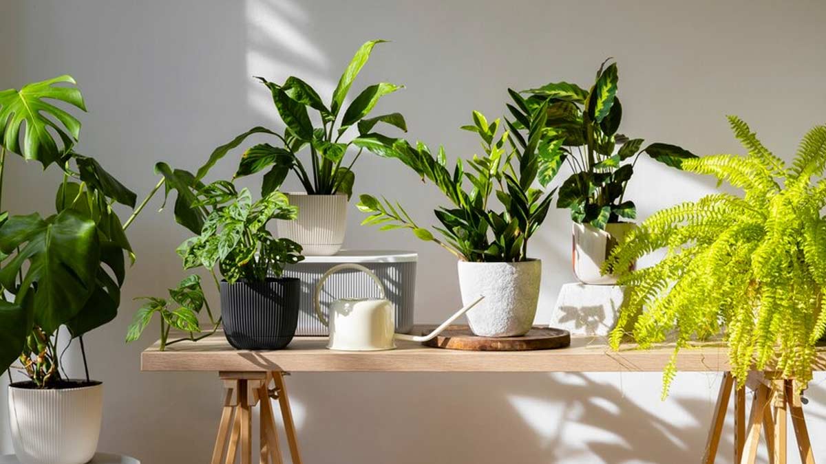 The Best Houseplants For Your Living Room - Westwood Gardens