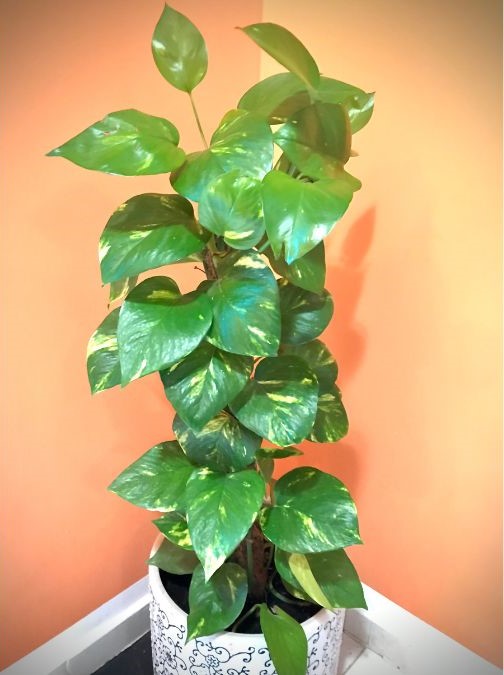 Investing in Greenery: Tips for Nurturing a Money Tree Plant – Tumbleweed  Plants