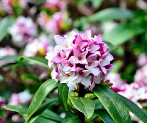 flowering shrub Daphne