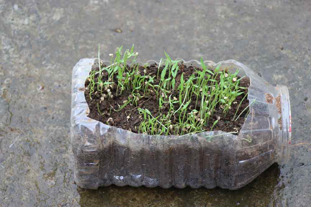 grow chilli plant in bottle