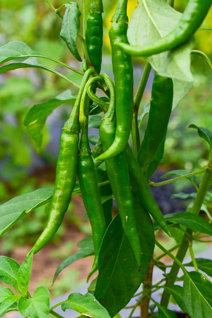 grow chilli plant in plastic bottle