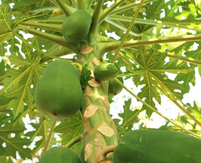 grow papaya tree