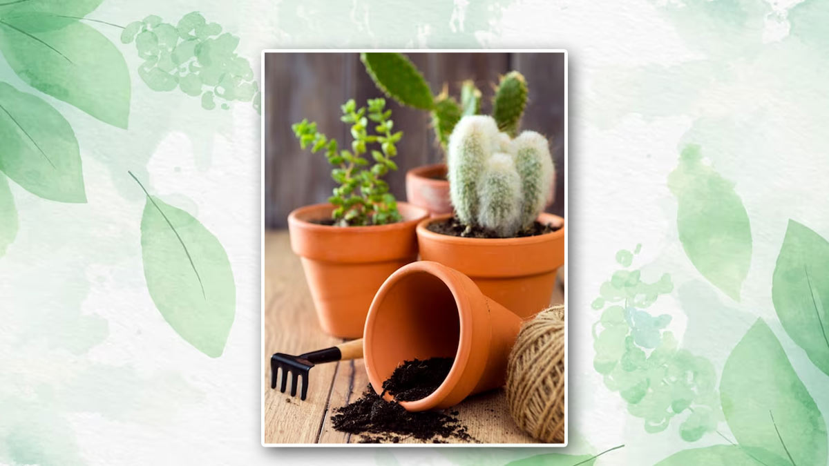 how to grow cactus plant at home