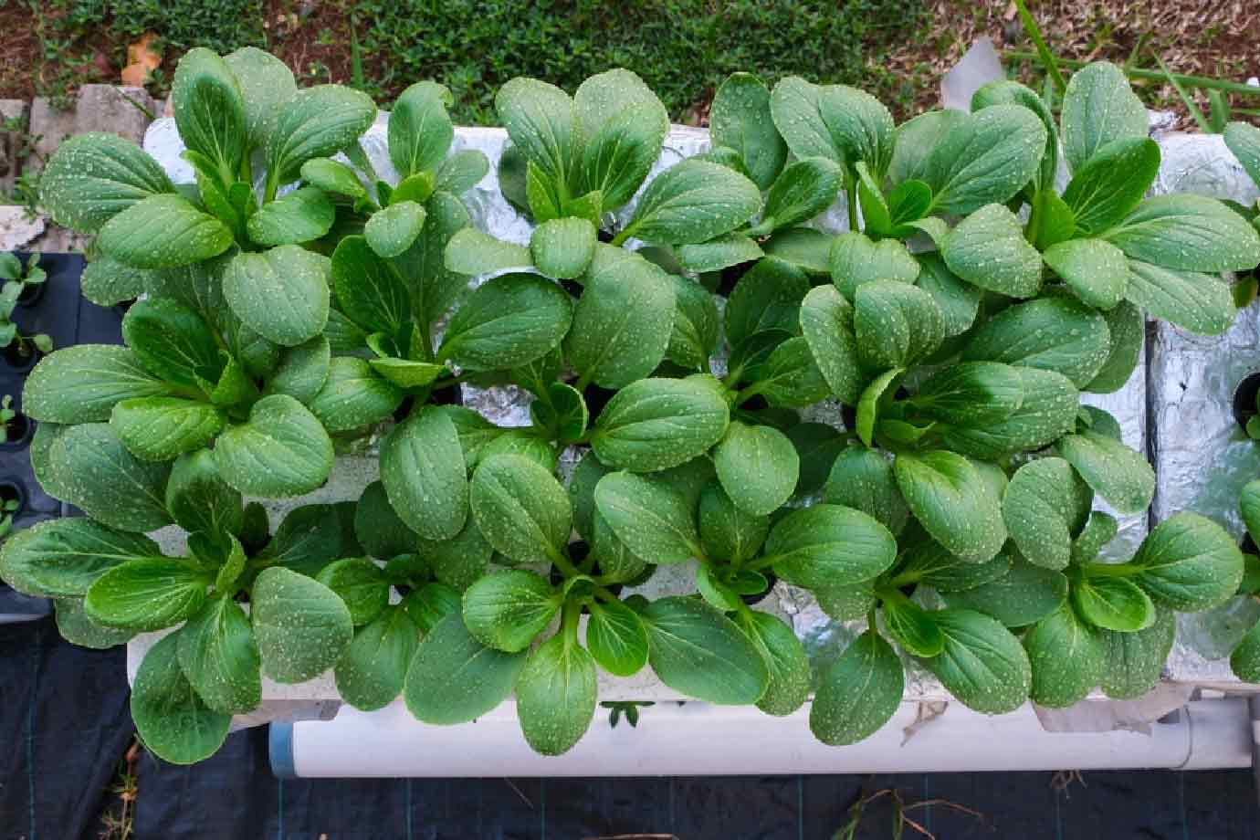 how to grow vegetable in pvc pipe