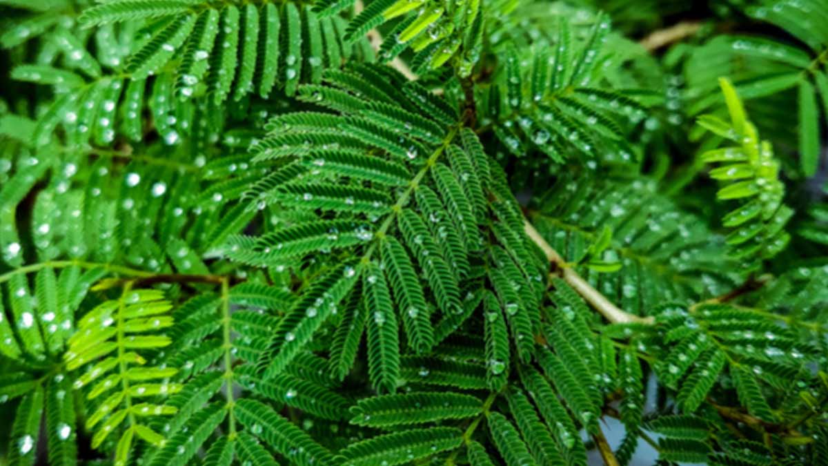 how to take care of shami plant in hindi