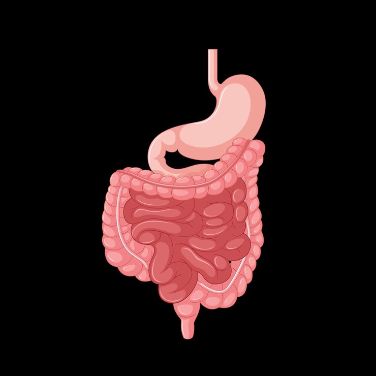 intestine health