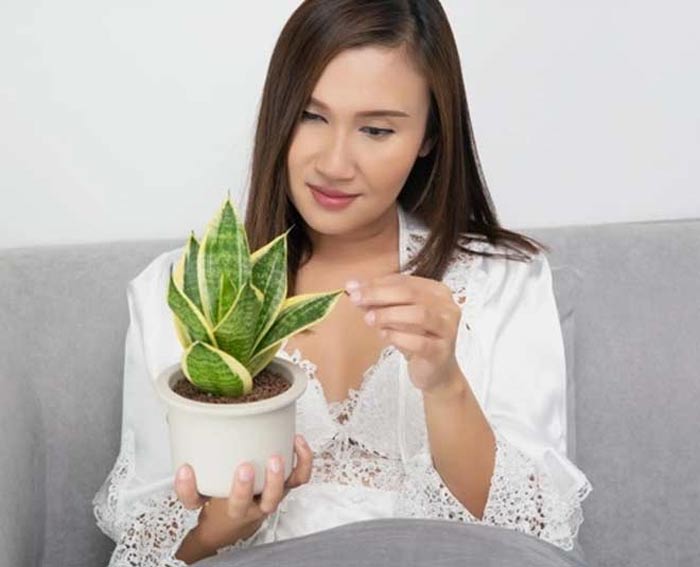 snake-plant