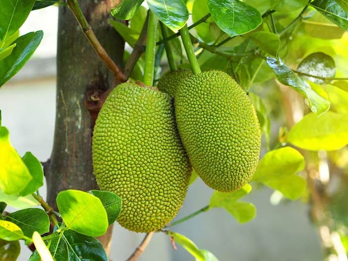 jackfruit