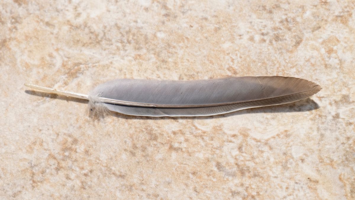 keeping pigeon feather at home significance