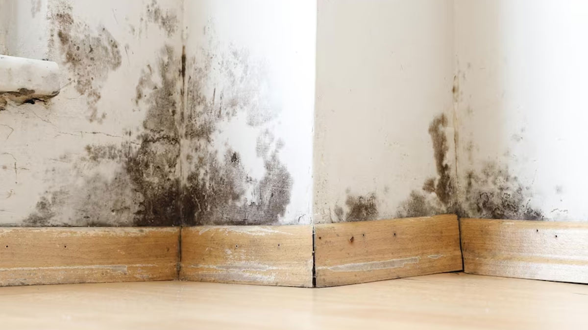 clean-mold-from-a-wood-floor