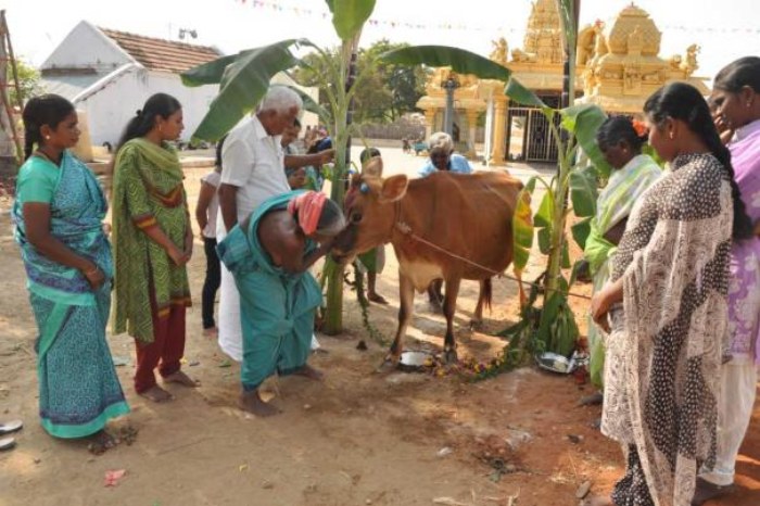 mattu pongal in village