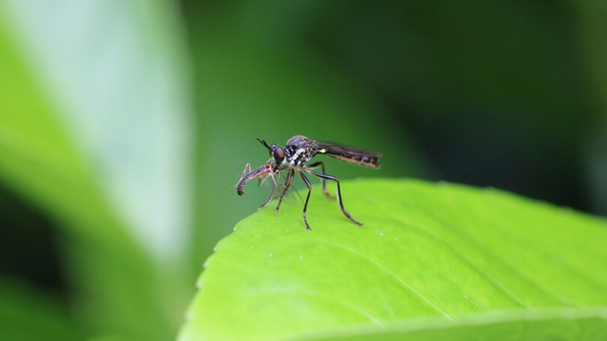 Top 9 Insect Repelling Indoor Plants - Omysa