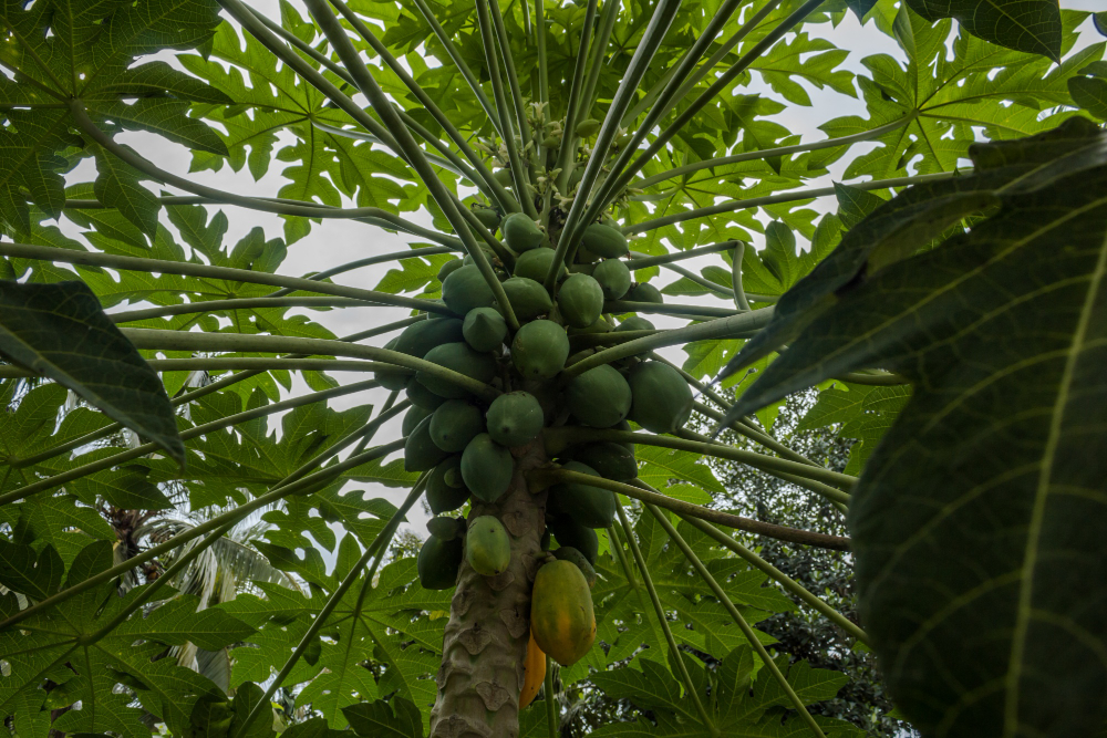 papayas tree
