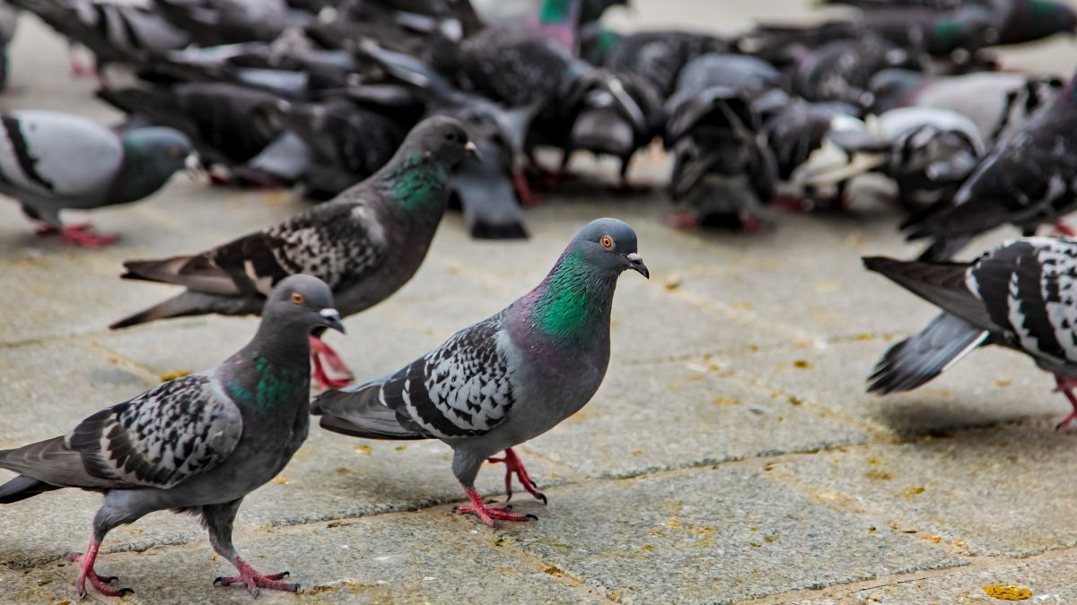 pigeon feather at home significance