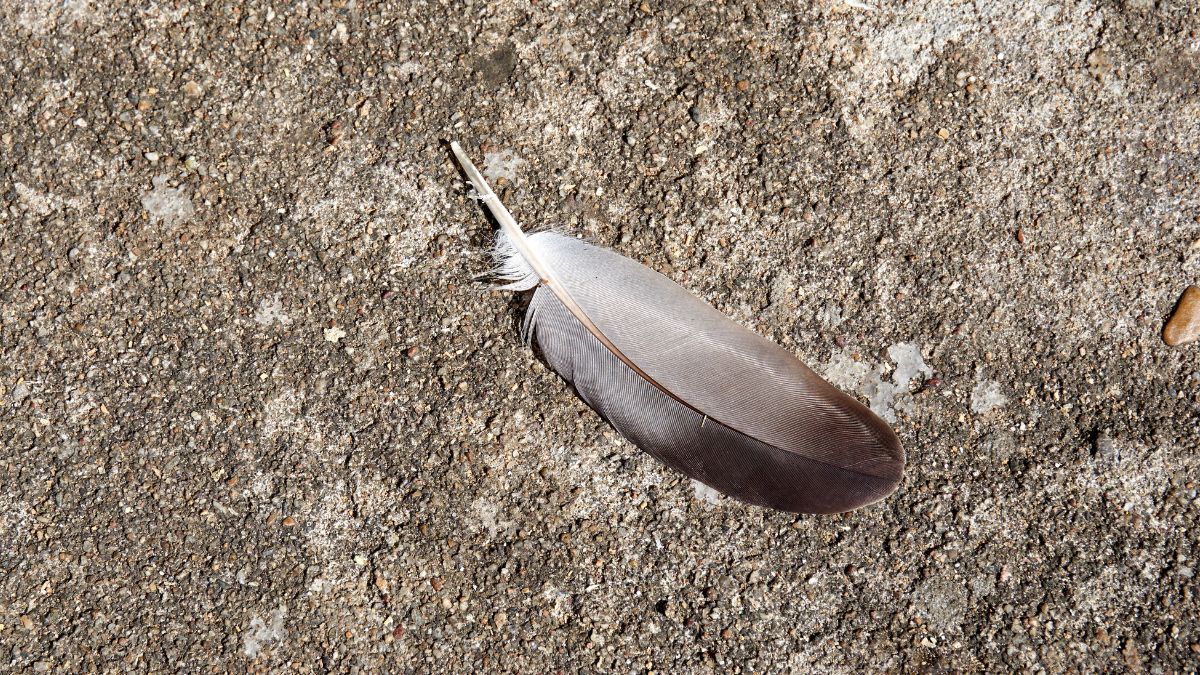 pigeon feather at home
