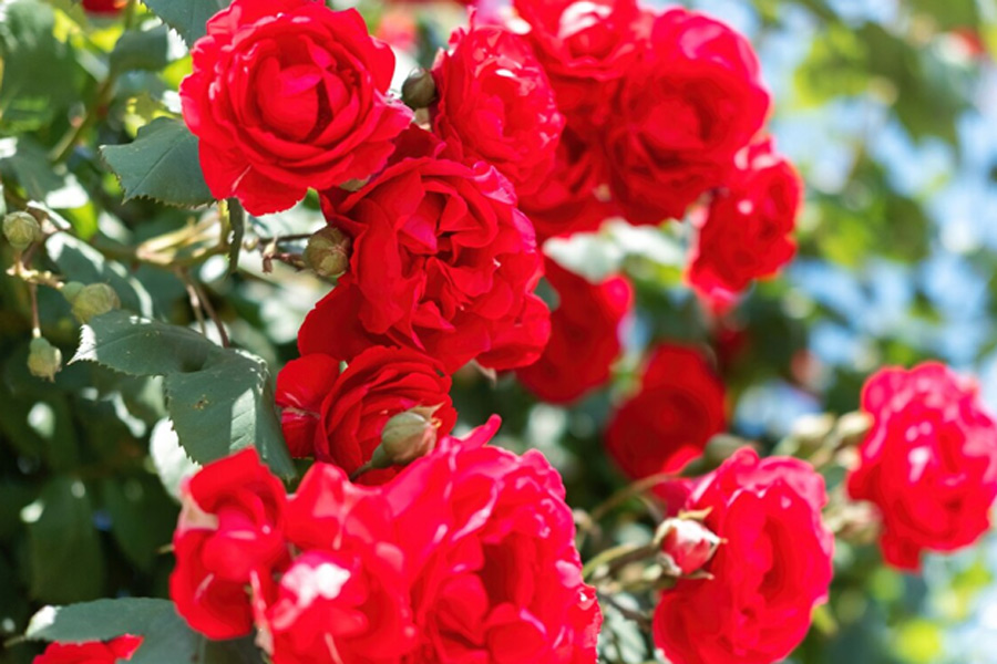 rose garden and flowering tips