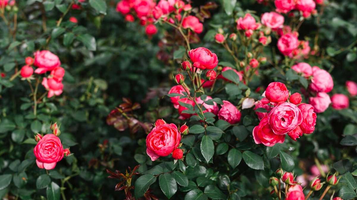 rose plants