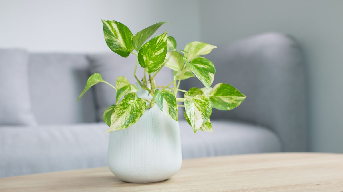 Sparkle Gift And Decor money plant, money plant for home decoration, money  plant pot, money plant live, money plant live indoor, indoor plants for  living room : Amazon.in: Garden & Outdoors