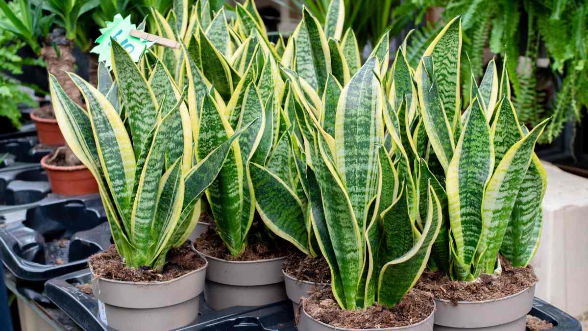 Planting With Vastu: Expert Talks About Keeping Snake Plant At Home